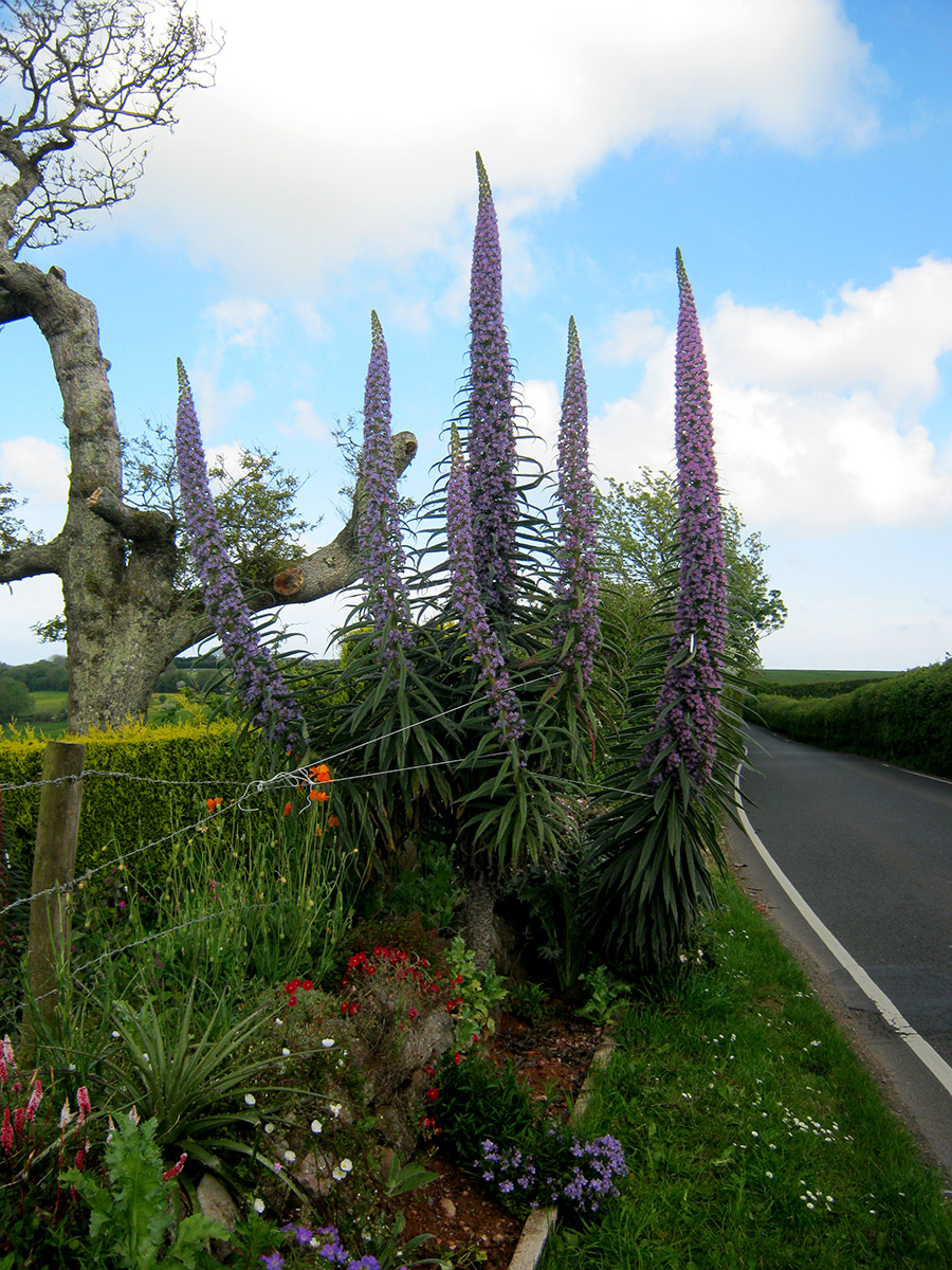 Echiums_by_road
