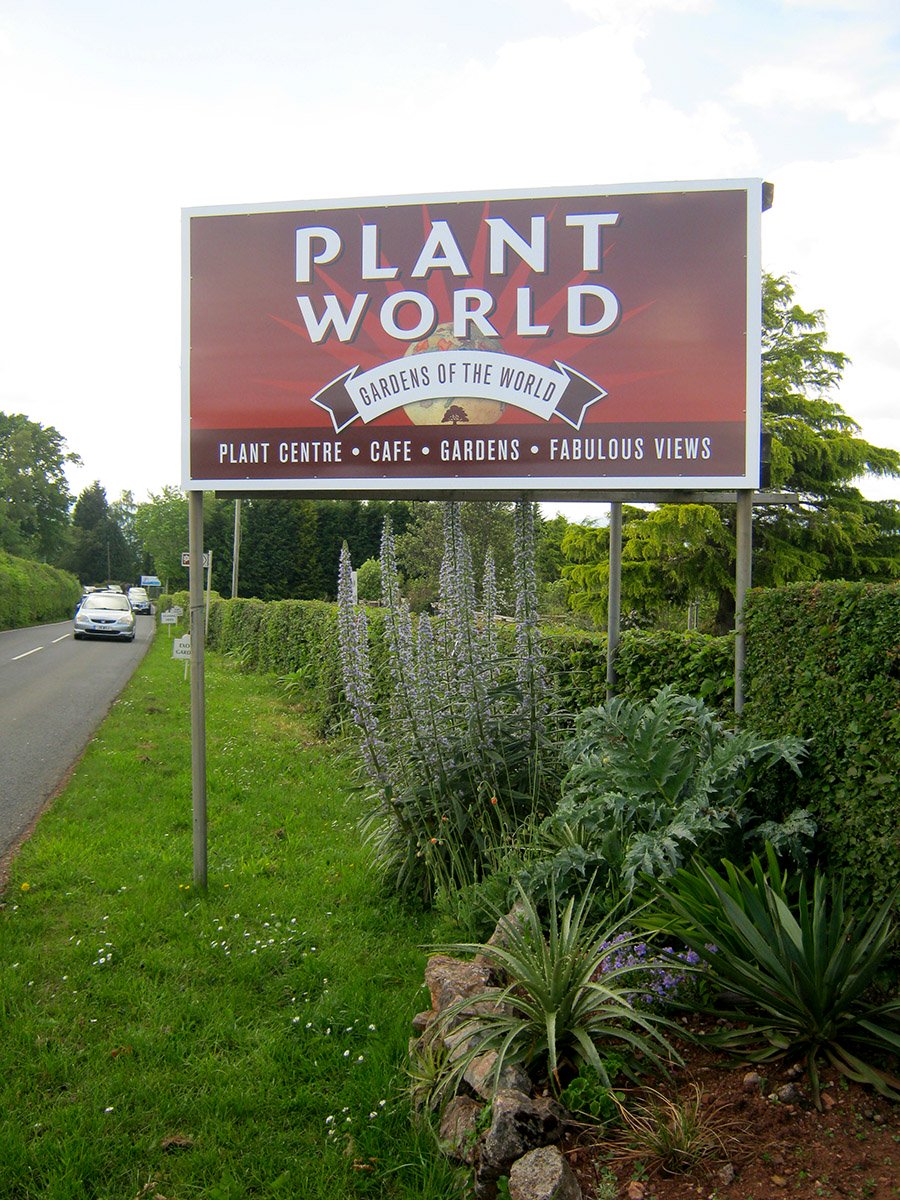 Blue echiums under sign