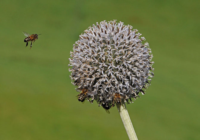 Bee-on-globe-thistle