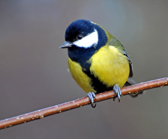 Great-tit