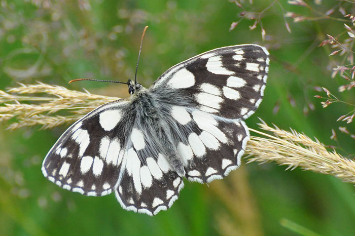 Marbled-white