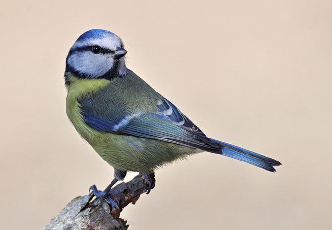 Blue-tit-2