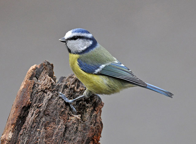 Blue-tit