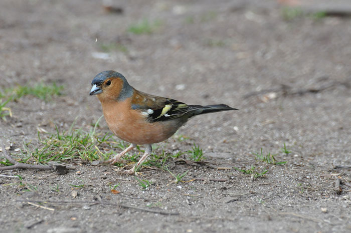 Female-chaffinch