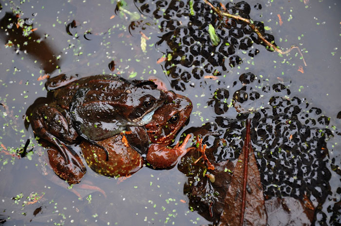 Friendly-frogs