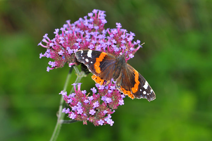 Red-admiral-on-verbena-bonariense