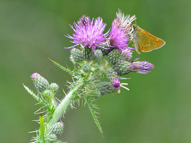 Skipper-butterfly-and-thistle