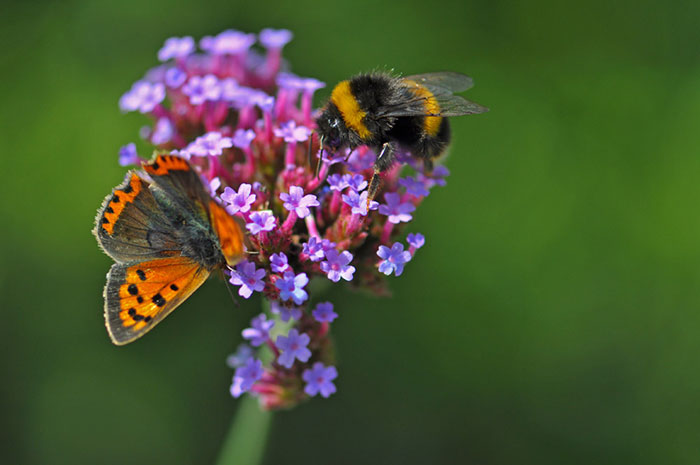 Small-tortoiseshell-and-verbena