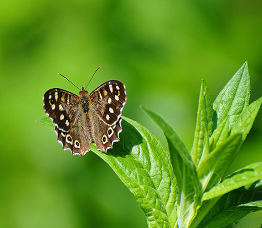 Speckled-wood