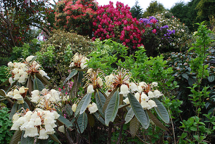 Himalayan-springgarden