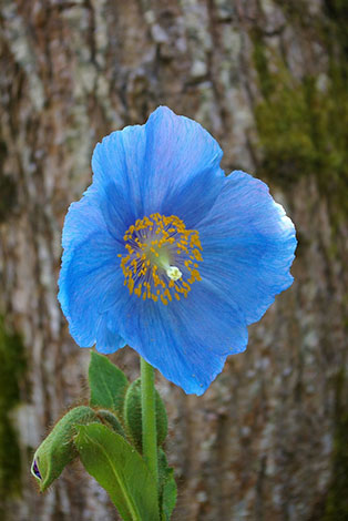 Meconopsis-lingholm