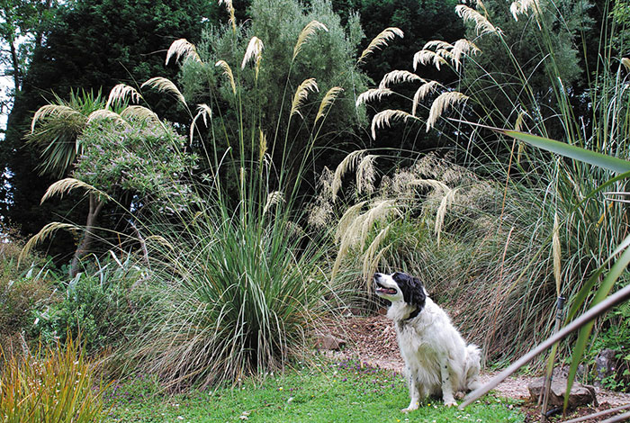 New-zealand-garden1