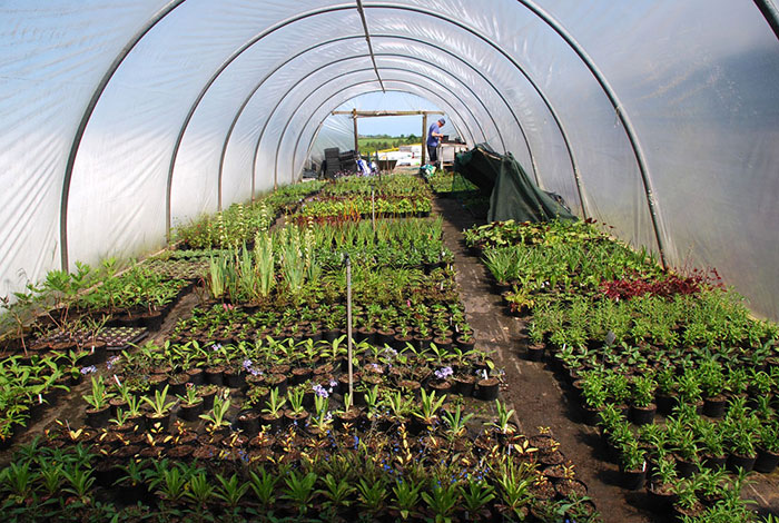 Polytunnel