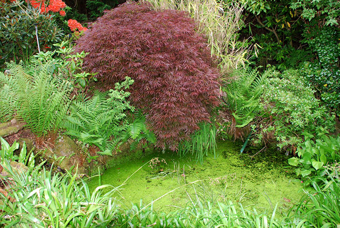Smaller-japanese-pond