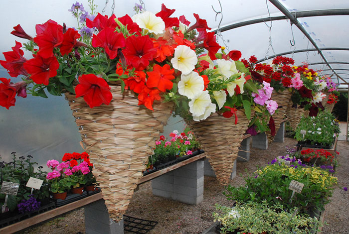 Hanging-baskets