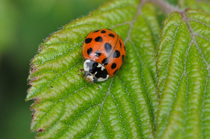 7-spotted-ladybird