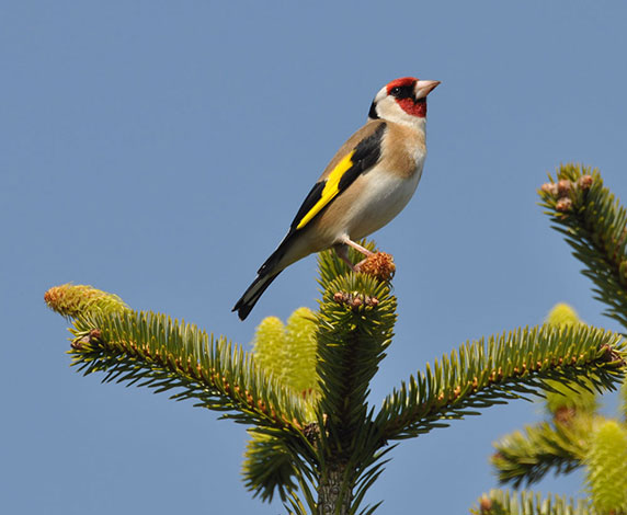 Male-goldfinch-on-noble-fir