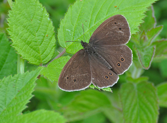 Meadow-brown-butterfly