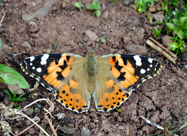 Painted-lady