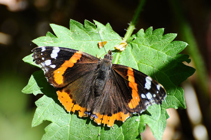 Red-admiral-2